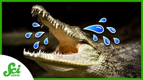 Crocodile Tears Are Real (And Could Help Cure Dry Eyes)