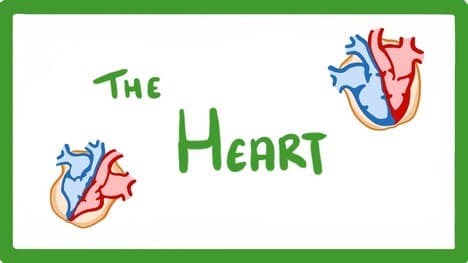 GCSE Biology - The Heart #23