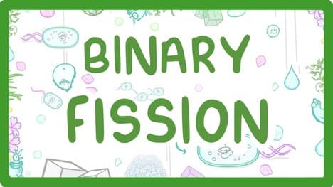 Binary Fission - How Do Bacteria Divide? #12