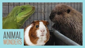 Thriving vs Surviving