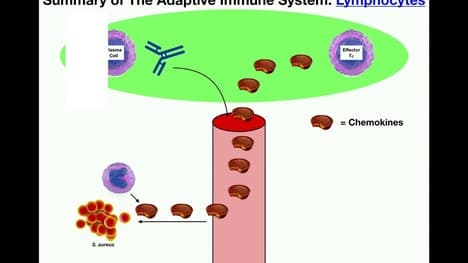 Summary of the Adaptive Immune System [T & B Cells]