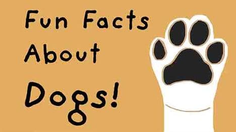 Man's Best Friend - Dogs