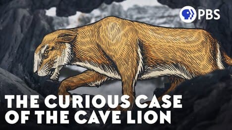 The Curious Case of the Cave Lion