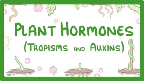 Plant Hormones - Tropisms & Auxins #52