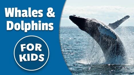 Whales and Dolphins For Kids | Bedtime History
