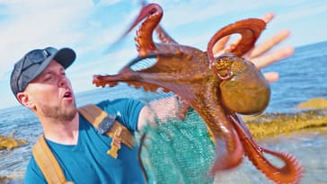 New Species of Octopus! (Incredibly Smart)