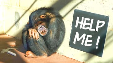 Recued from Testing Labs, These Chimps Need Help!