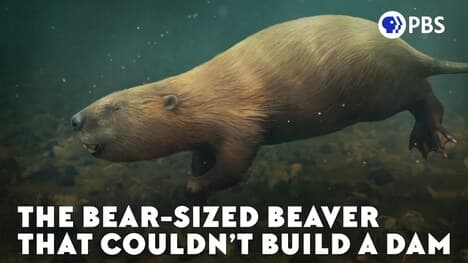 The Bear-Sized Beaver That Couldn’t Build A Dam