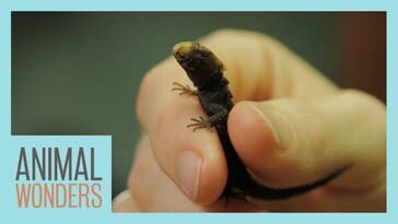 Baby Red Eyed Croc Skink!!