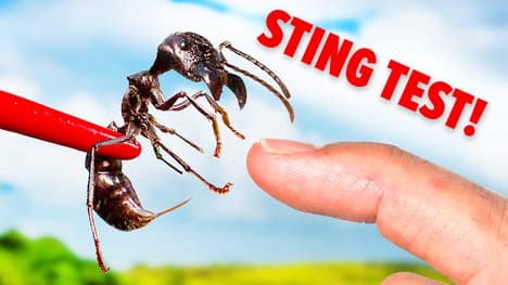 Stung by a Bullet Ant (Truth Revealed)