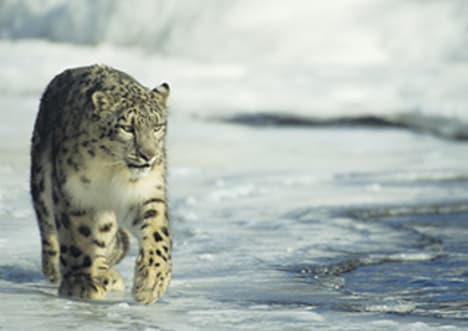 Snow Leopard