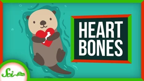 Why River Otters Have Bones… In Their Hearts