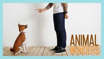 Training #3: Differential Reinforcement