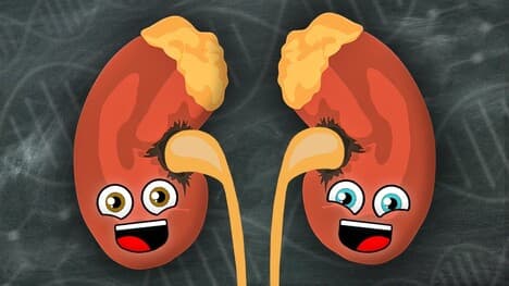 We Are Your Kidneys! | KLT Anatomy