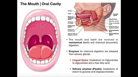 Anatomy & Physiology of the Stomach [Part 2} | Lipases in the Stomach