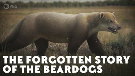 The Forgotten Story of the Beardogs