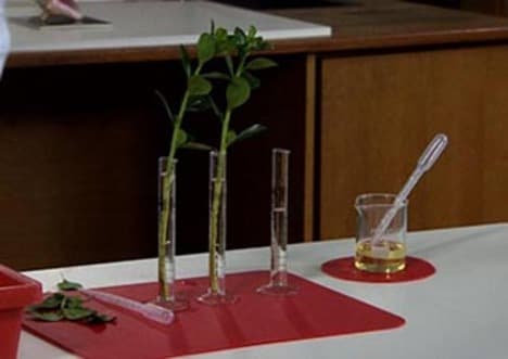 Water Uptake in Plants