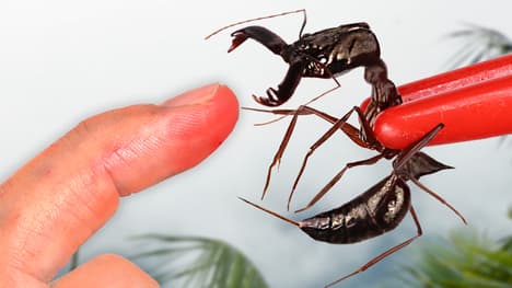 Snapped by the World's Fastest Jaws