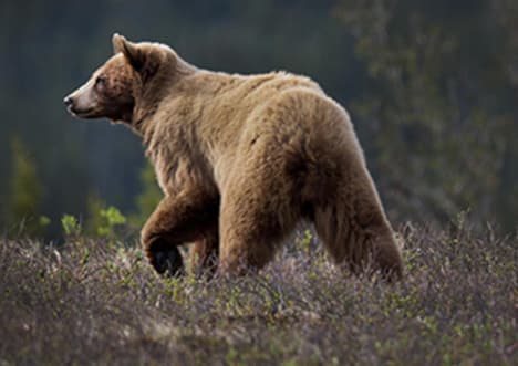 Grizzly Bears - Seasonal Survival