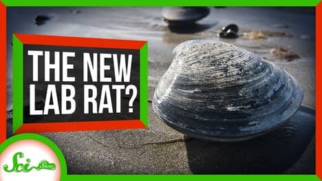Bivalves Could Be the New Lab Rats
