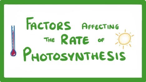 GCSE Biology - Factors Affecting the Rate of Photosynthesis #49