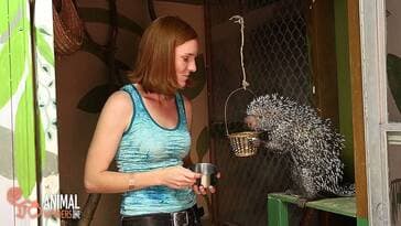 Kemosabe is a Rodent!