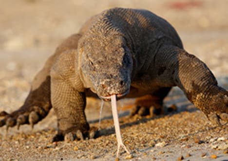 Komodo Dragon