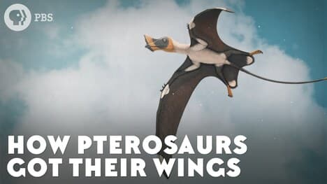 How Pterosaurs Got Their Wings