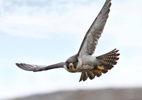 Peregrine falcon