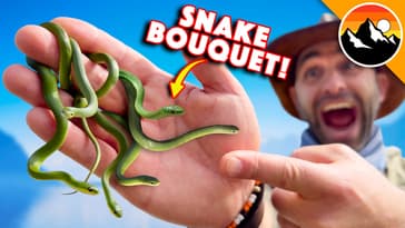 Would You Enter a Snake Infested Forest?