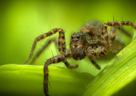 Wolf Spider
