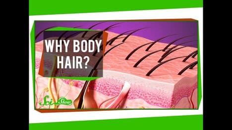 Why Body Hair?