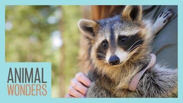 Meet and Greet: Ringo the Raccoon!