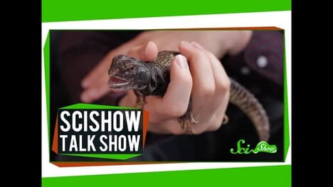 The Wonders of Working with Animals