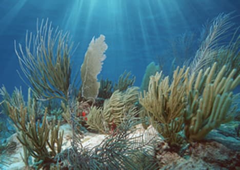 What is an Ecosystem?