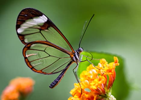 Symbiosis: Mutualism