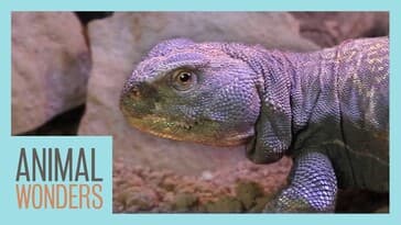 Meet and Greet: Argos the Mali Uromastyx