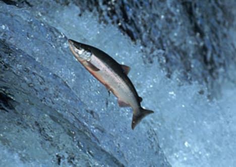 Migration: Reproduction