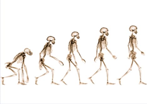 Evolution of Man: The Evidence