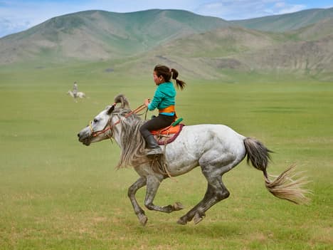 The Importance of Sincerity: Learning from Felicitas the Flamingo