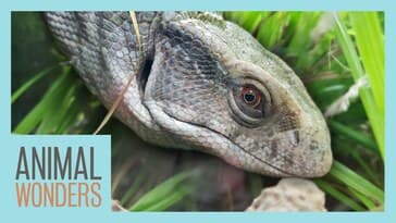 We Built Our Monitor A New Home!