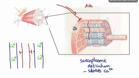 042 How Calcium ion release results in Muscle Contraction