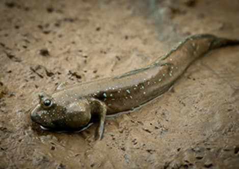 Mudskippers