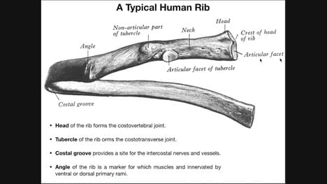 Sternocostal & Costochondral Joints | Rib-Sternum Articulations
