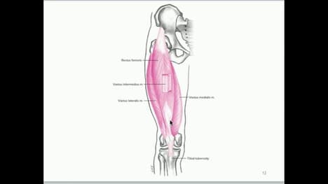 KINE 3135: The Knee Joint (Part 2)