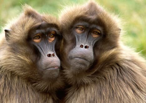 Gelada Baboons