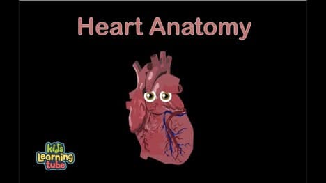 The Heart Anatomy Song
