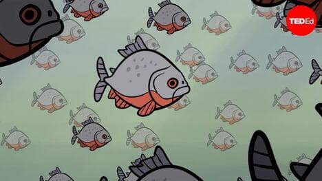 TED-Ed: What happens when you fall into piranha-infested waters?  | Antonio Machado-Allison