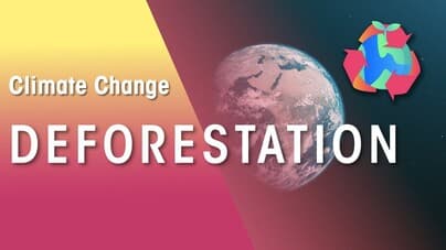 Global Impact of Deforestation | War on nature