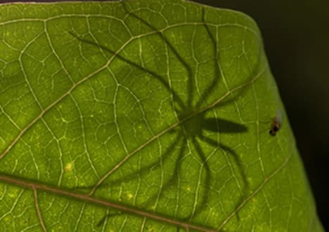 Tropical Rainforests